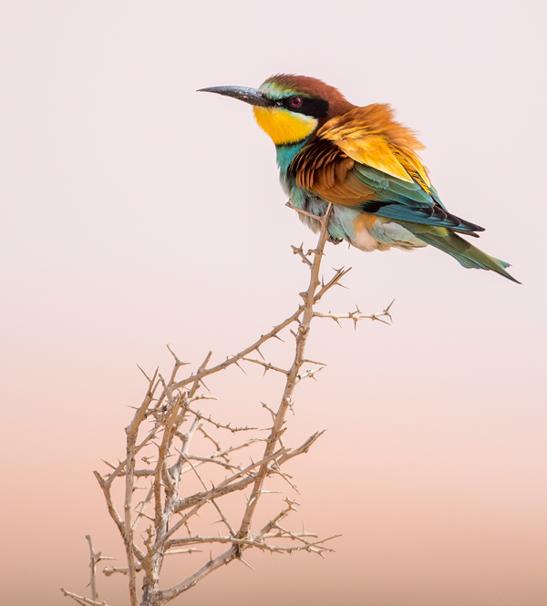أحمد القاسم.. فوتوغرافي تعلم مهارة الصياد