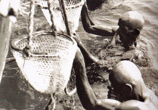 صيد-اللؤلؤ-مهنة-غواصي-الخليج-قديمًا