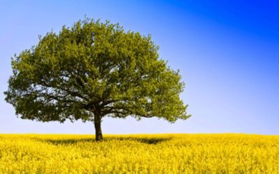 شجرة الكتابة