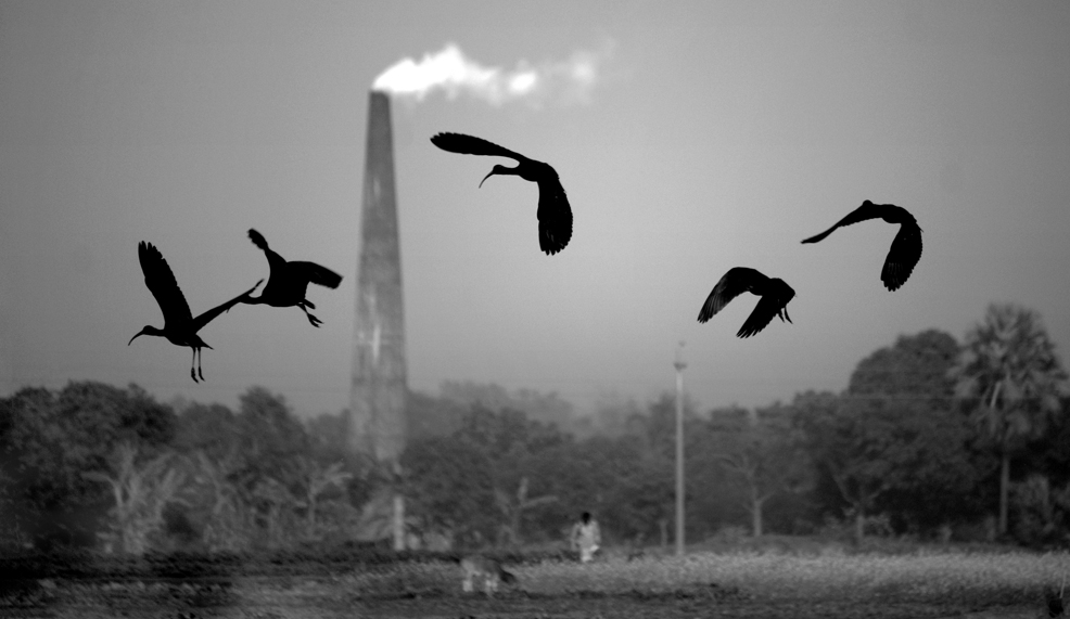 اليوم‭ ‬العالمي‭ ‬للبيئة