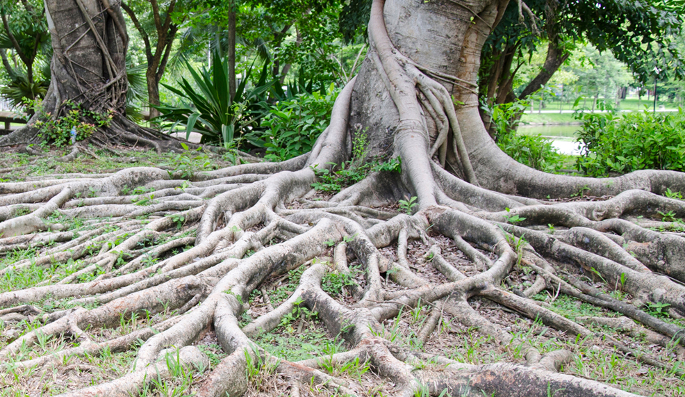 الحياة الخفية للأشجار