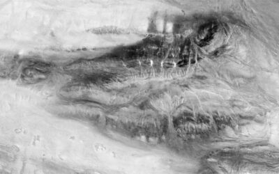 تمساح جوزيه أغوالوسا