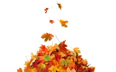 في مهب التأويل