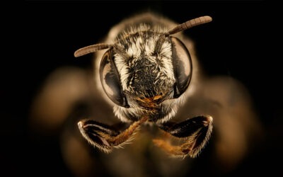 قصائد الحيوان