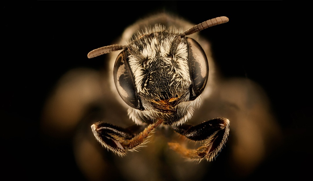 قصائد الحيوان